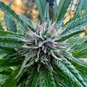 Meet your Posher, Greg